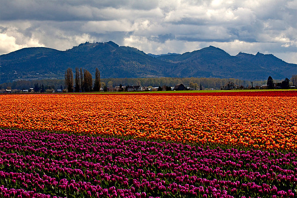 Tulips and snow
