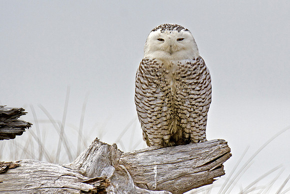 Juvenile Snowy Owl