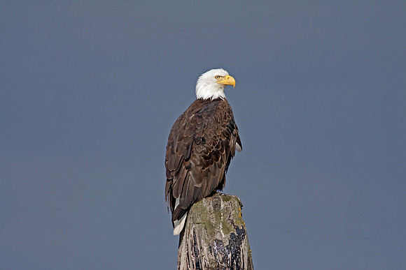 Regal Eagle