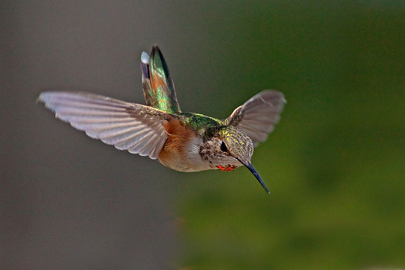 Diving for a turn on the feeder