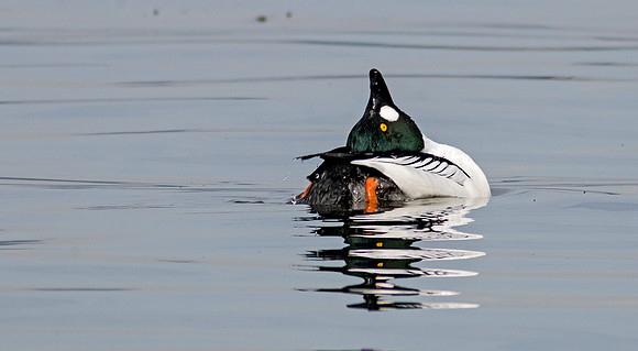Common Goldeneye