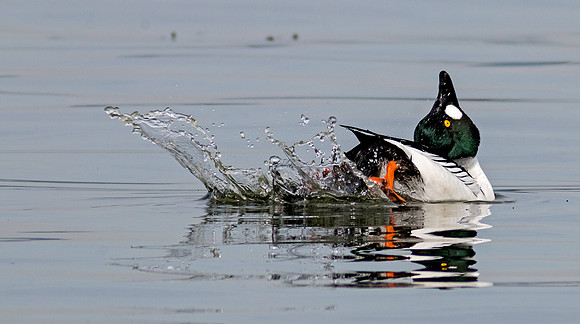 Common Goldeneye