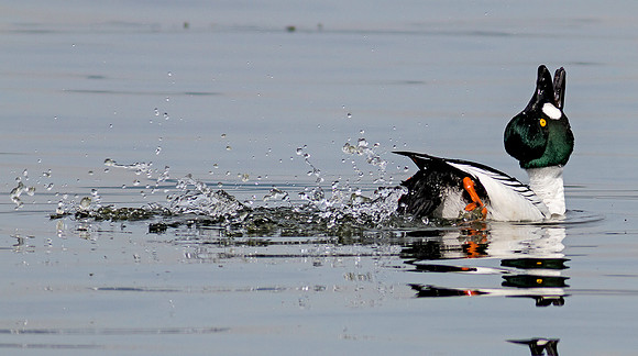 Common Goldeneye
