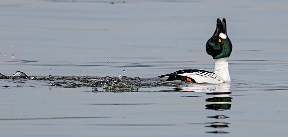 Common Goldeneye