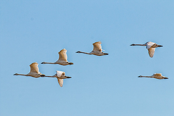 Trumpeter Swans