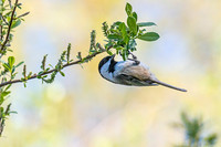 Black-capped Chickadee