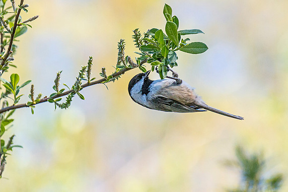 Black-capped Chickadee
