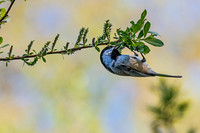 Black-capped Chickadee