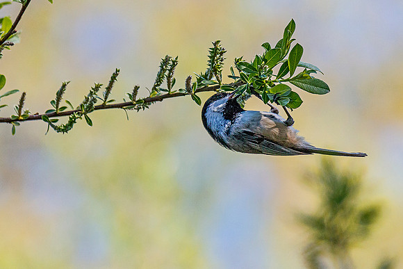 Black-capped Chickadee