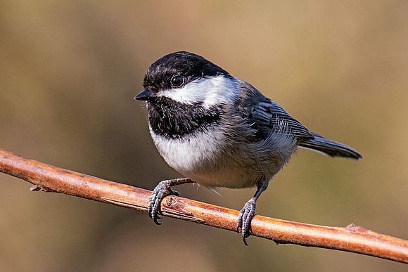 Black-capped Chickadee