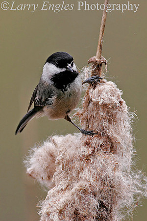 Black-capped Chickadee