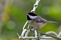 Black-capped Chickadee