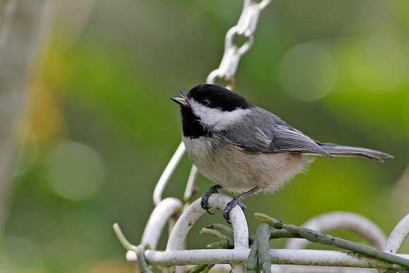 Black-capped Chickadee