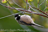 Black-capped Chickadee