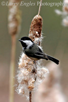 Black-capped Chickadee