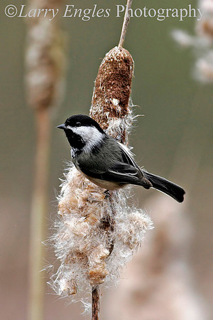 Black-capped Chickadee