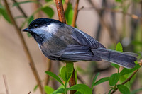 Black-capped Chickadee