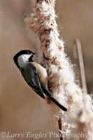 Black-capped Chickadee
