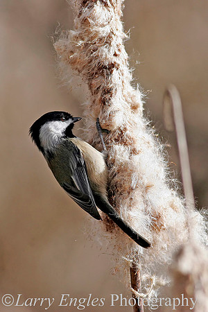 Black-capped Chickadee