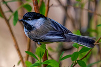 Black-capped Chickadee
