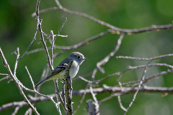Dusky Flycatcher