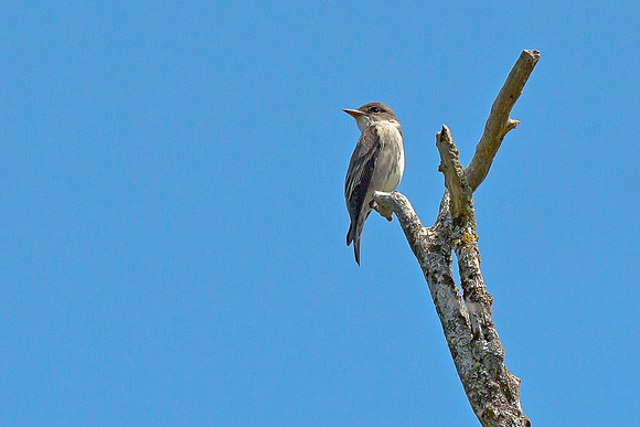 Olive-sided Flycatcher