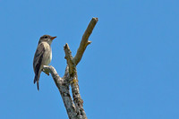 Olive-sided Flycatcher