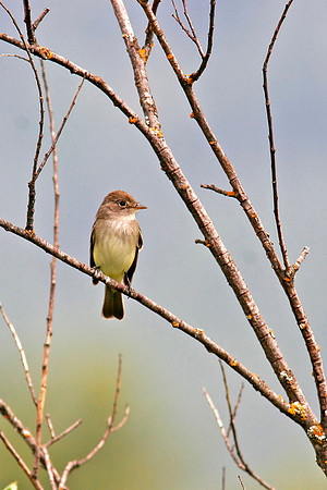 Willow Flycatcher