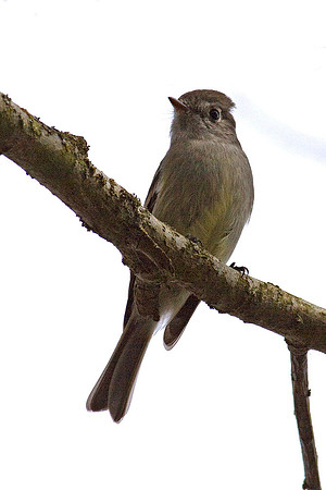 Hammond's Flycatcher