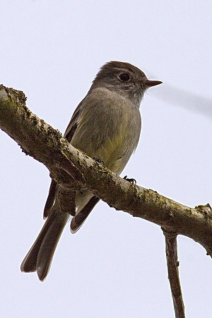 Hammond's Flycatcher