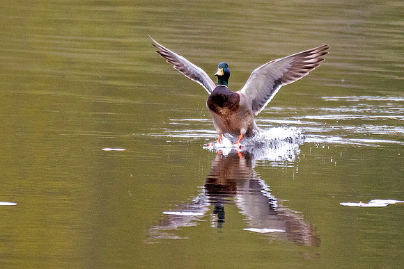 Mallard