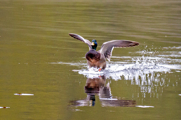 Mallard