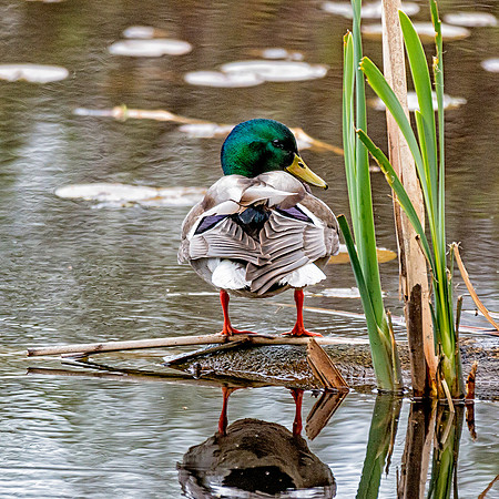 Mallard preening