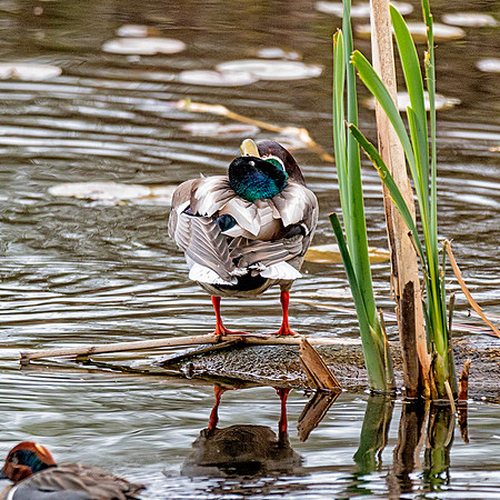 Mallard preening