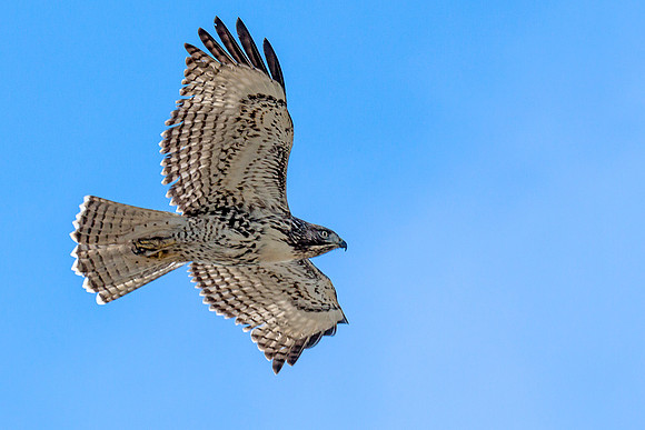 No red tail