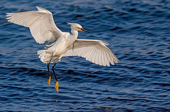 Snowy Egret