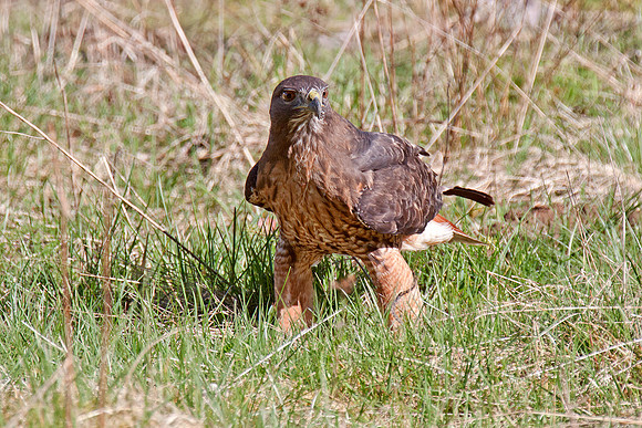 Capturing the prey