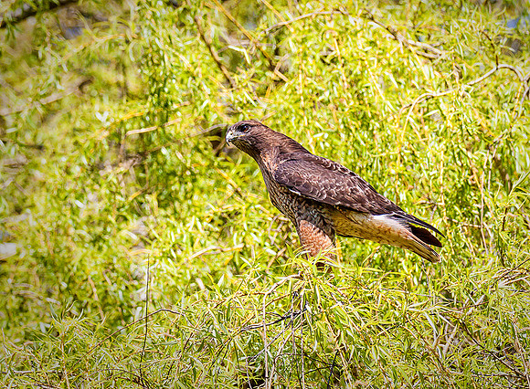 Red-tailed Hawk