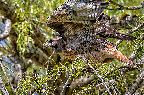 Red-tailed Hawk