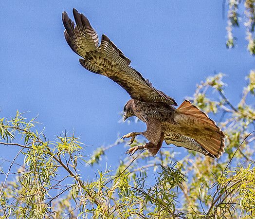 Red-tailed Hawk