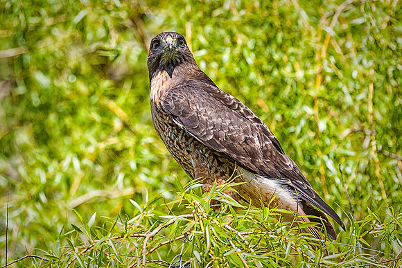 Red-tailed Hawk
