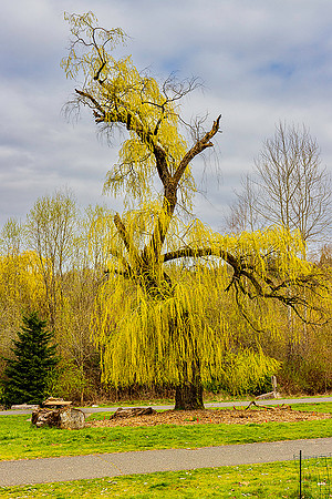Spring in the park