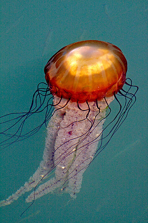 Sea Nettle. Week of August 20, 2009