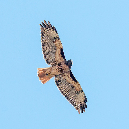 Red-tailed Hawk overhead