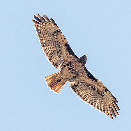 Red-tailed Hawk overhead