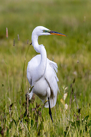 Great Egret