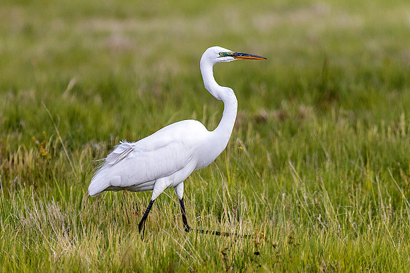Great Egret
