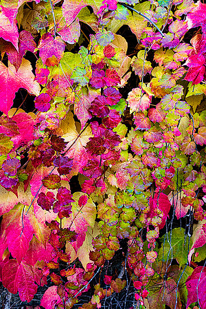 Fall foliage
