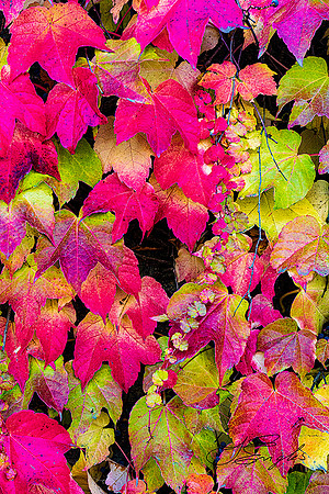 Fall foliage