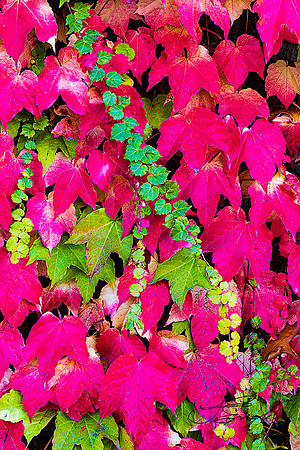 Fall foliage